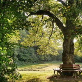 trees-bench-sq