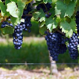 grapes-sq