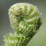 LETTING GO TO LET IT GROW: Torah, Neuroscience, and the Quiet Power of Not Cornering the Soul